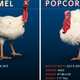 Illustration for article titled Democracy and Bloodlust Meet in This Years Turkey Pardoning Ritual